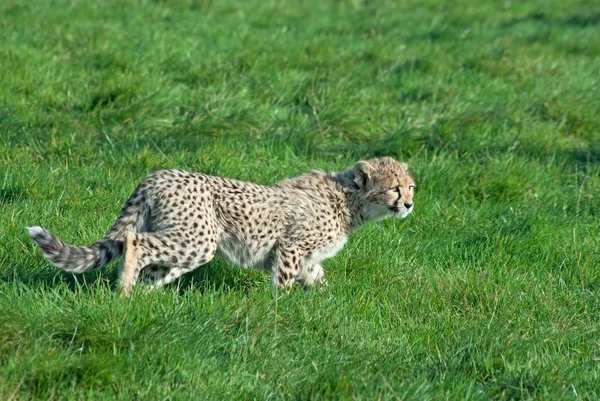 Cachorro de guepardo merodea — Foto de Stock