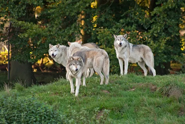 Wolf pack — Zdjęcie stockowe
