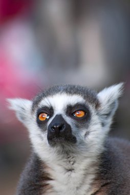 Ring-Tailed Maki