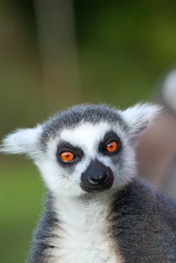 Ring-Tailed Maki