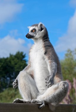 Meditative ring-tailed lemur clipart