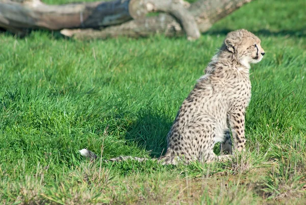 Cheetah Jubatus Cub Sits Grass — Stock Photo, Image