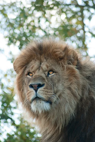 Mężczyzna lew — Zdjęcie stockowe
