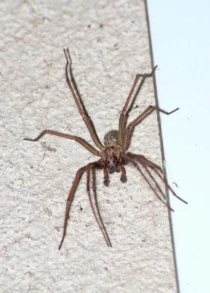 Hobo spider — Stock Photo © Meoita #4971001