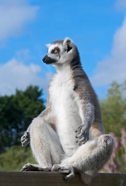 Meditativ ring-tailed lemur — Stockfoto
