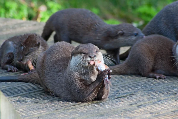 Otter Lutra Come Pescado — Foto de Stock