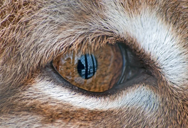 Lynx の目 — ストック写真