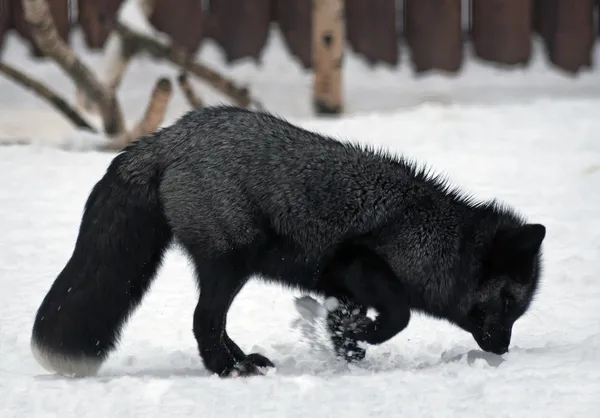 Fox creuse la neige — Photo