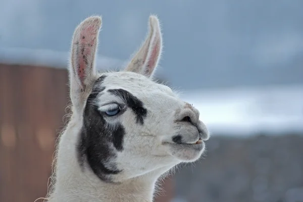 Portrait of llama — Stock Photo, Image