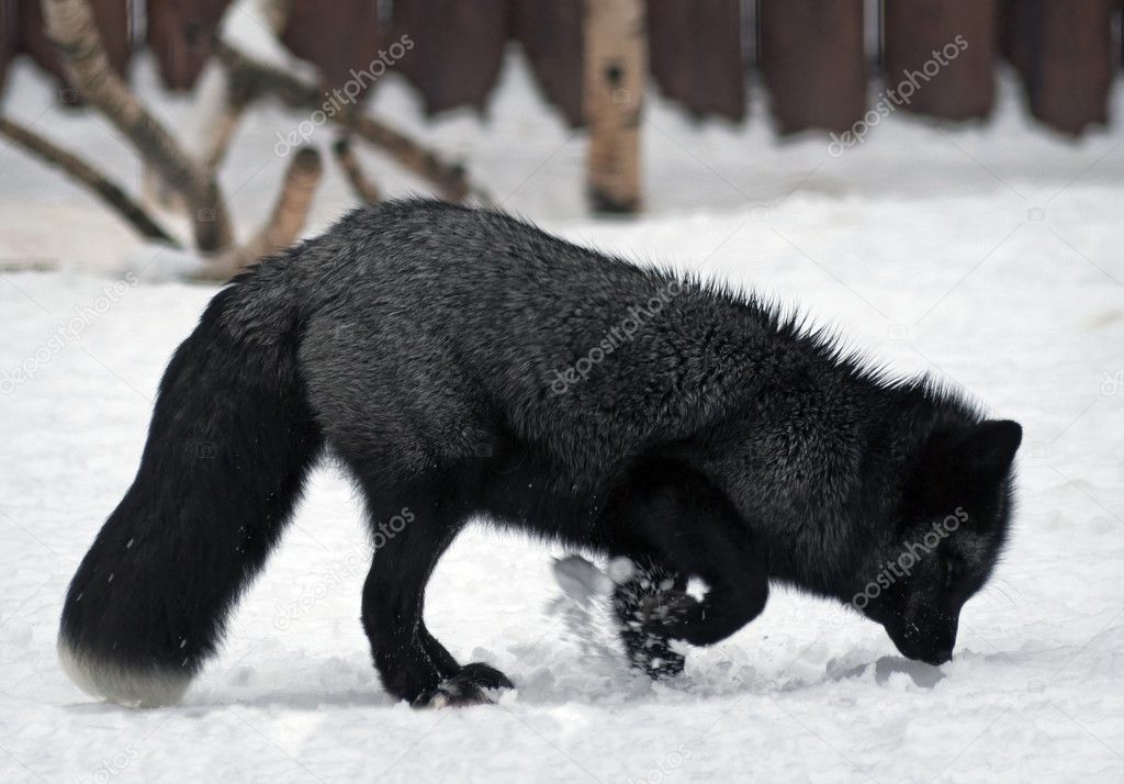 Fox digs snow
