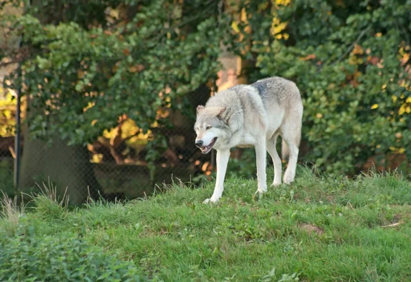 灰色オオカミ — ストック写真