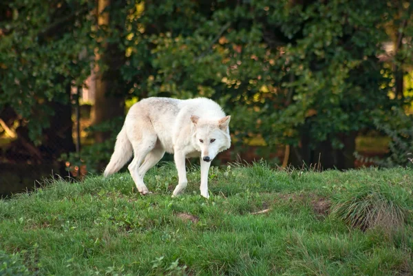 Witte wolf — Stockfoto