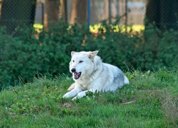 Weißer Wolf knurrt — Stockfoto