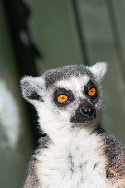 Lemur ekor cincin — Stok Foto