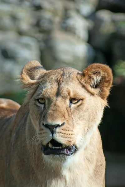 Hırıltılı dişi aslan — Stok fotoğraf