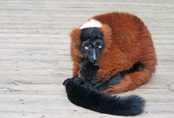 Merah ruffed lemur — Stok Foto