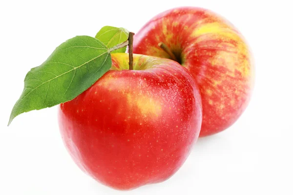 Яблоко от яблони — стоковое фото