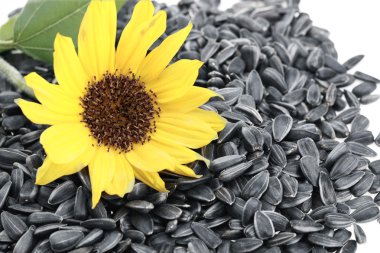 Sunflower seeds clipart