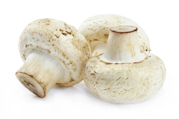 Cogumelos champigno real — Fotografia de Stock