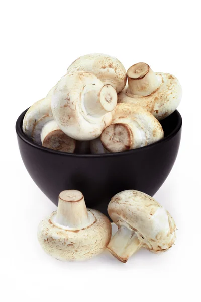 Cogumelos champigno real — Fotografia de Stock