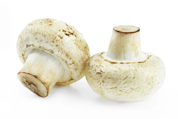 stock image Mushrooms royal champigno