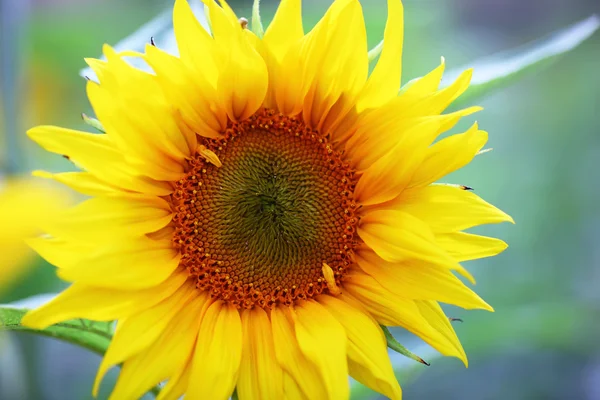 Stock image Sunflower