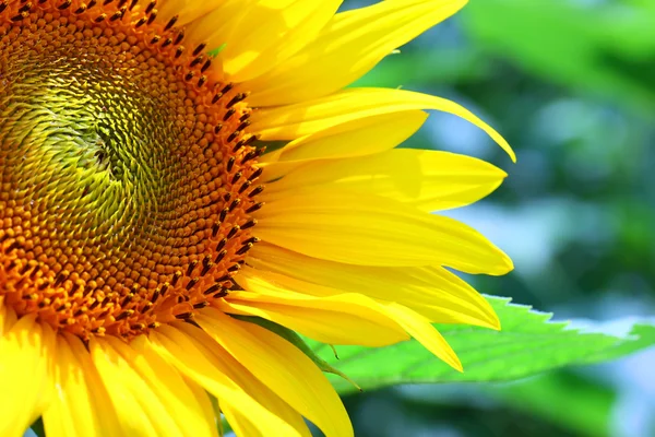 stock image Sunflower