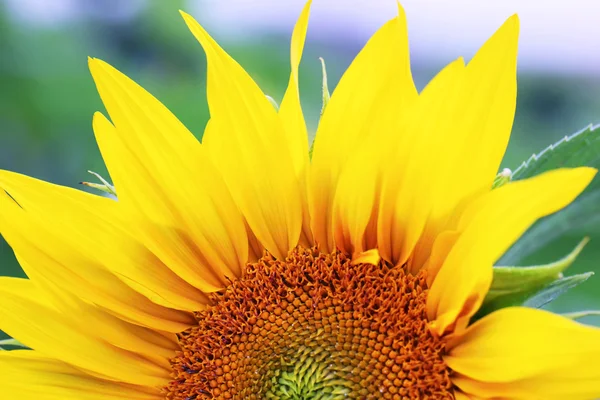 Stock image Sunflower