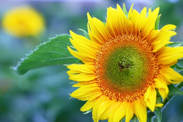 stock image Sunflower