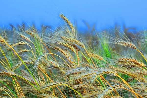 Жито — стокове фото