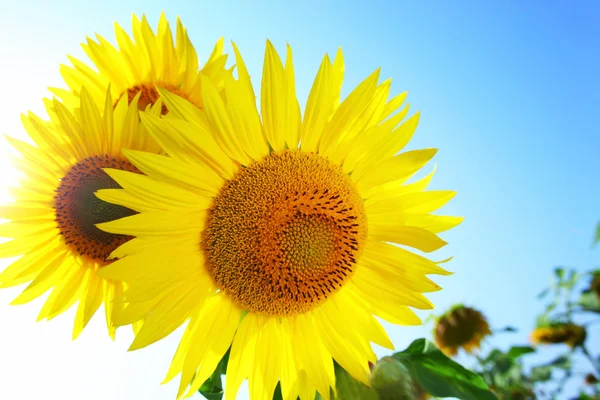 stock image Sunflower