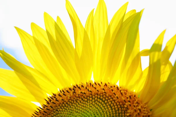 stock image Sunflower