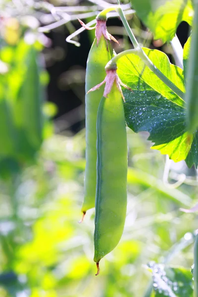 stock image Green peas