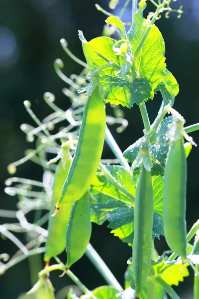 stock image Green peas