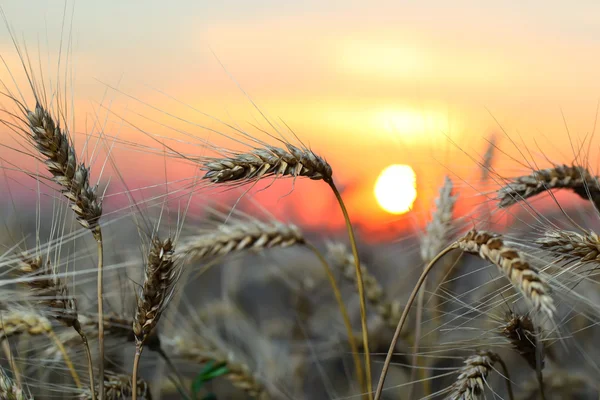 stock image Sunset