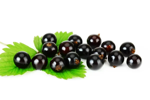 stock image Blackcurrant