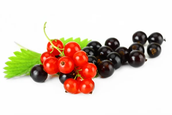 Black and red currant — Stock Photo, Image