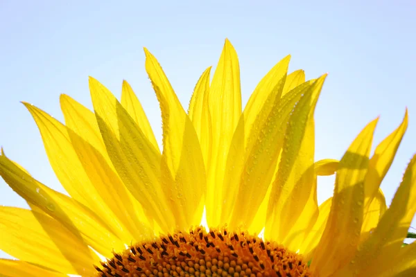 stock image Sunflower