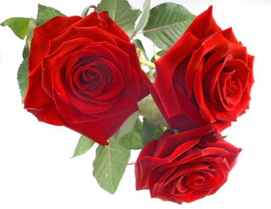 Red roses on the white background clipart