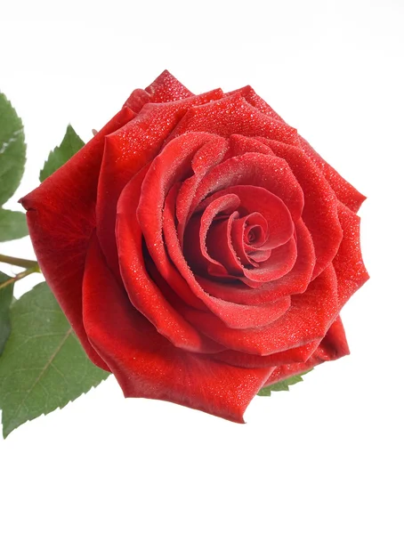 Rote Rose mit Wassertropfen — Stockfoto