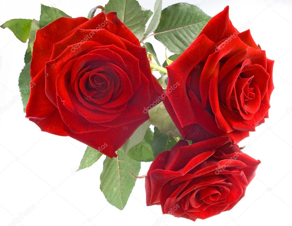 Red roses on the white background