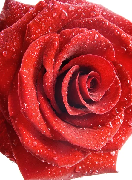 Clouse επάνω του κόκκινο τριαντάφυλλο με σταγόνες νερό — Φωτογραφία Αρχείου