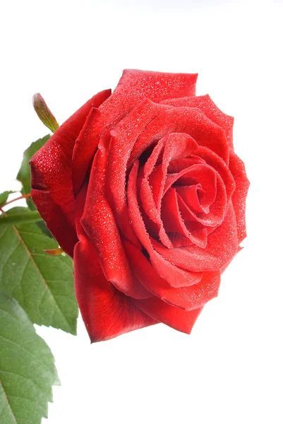 Rosa vermelha com pequenas gotas de água — Fotografia de Stock
