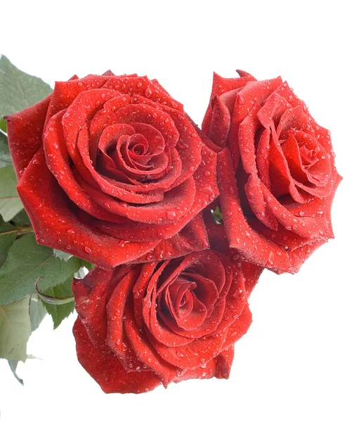 Tre röda rosor på vit bakgrund — Stockfoto