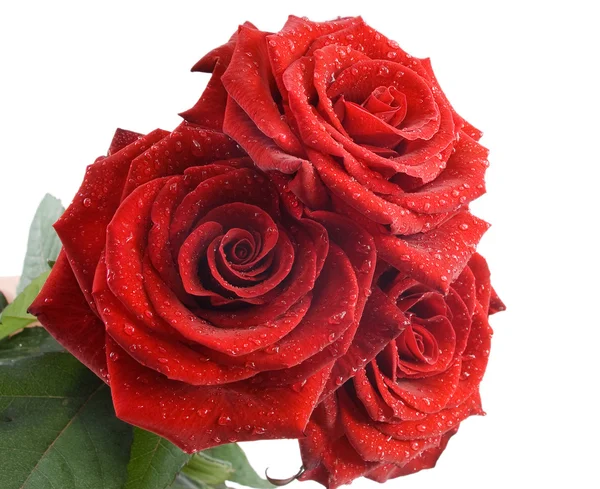 Три красные розы с капельками воды на белом фоне — стоковое фото