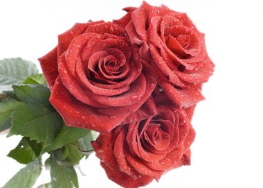 Three red roses with drops of water on the white background clipart