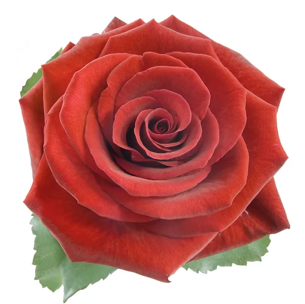 A fehér alapon piros rózsa isplated — Stock Fotó