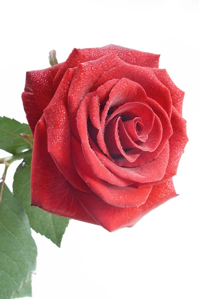 Rudá růže s kapkami vody na bílém pozadí — Stock fotografie