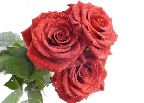 三个红色玫瑰与白色背景上的水滴 图库照片