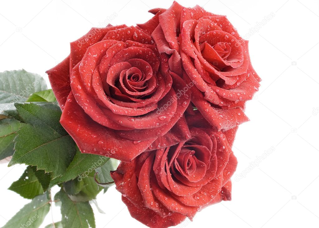 Three red roses with drops of water on the white background